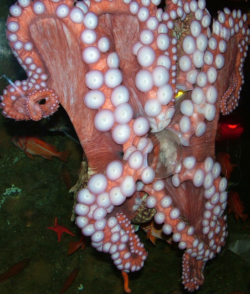 An octopus, the three-hearted celebrity of the animal shelf