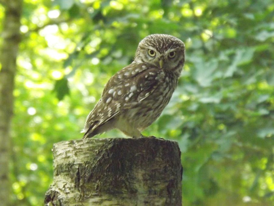 An owl looking directly at the camera